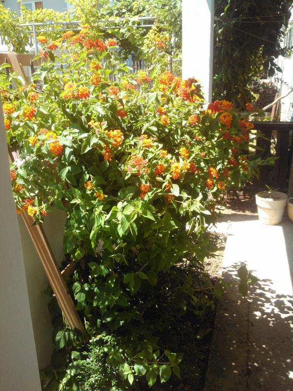 Apartmani Dado Ulcinj Esterno foto